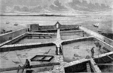 Hodowla ryb w Concarneau. Grawerowanie z 1860 roku.