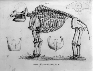 Prehistoria: Szkielet mastodonta, ssaki kopalne (Mas gigantium). Rada paleontologiczna XIX wieku.