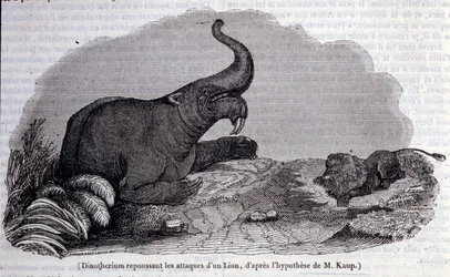 Prehistoria: przedstawienie Dinotherium, typu pachyderm, odpierającego atak lwa. Rycina XIX wieku