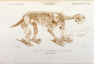 Prehistoria: szkielet megatherium (ziemskiego leniwego z rodziny słoni) ssaka kopalnego. Tablica paleontologii zaczerpnięta z „Dictionnaire universel d