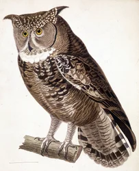 Raptor: sowa afrykańska. Grawerowanie z XIX wieku