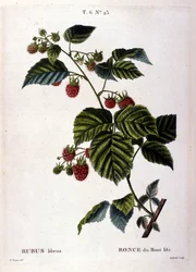Malina i owoce: XIX-wieczna deska botaniczna.