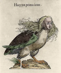 Przedstawienie ryciny harpii autorstwa Ulisse Aldrovandi (1522-1605), „Historia potworów”, Bolonia 1642