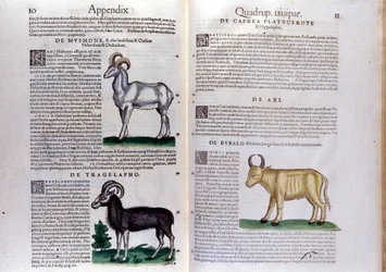 Reprezentacja owcy, bawołu... - w Historii zwierząt Conrada Gesnera (1516 - 1565), Tiguri