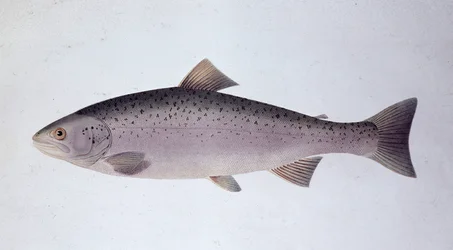 Pstrąg łososiowy - Tablica historii naturalnej