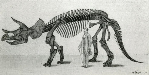 Szkielet Triceratopsa prorsusa