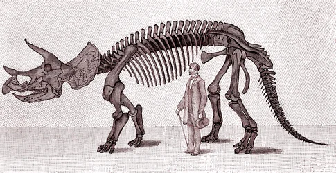 Szkielet prorsusa Triceratopsa