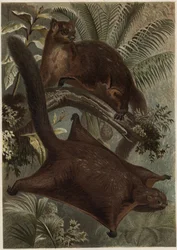 Taguan (Latająca wiewiórka) (rodzina Sciuridae) - Wiewiórka (latająca wiewiórka) - grawer z „Życia zwierząt Brehma” autorstwa Alfreda Edmunda Brehma (1829-1884)