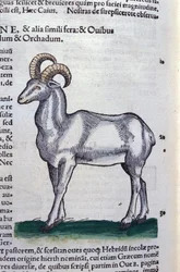 Koziorożec w Historia Animalium Conrada Gesnera (1516-1565), Tiguri