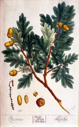 Dąb (Quercus) - deska botaniczna
