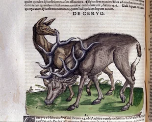 Jeleń wg Historia animalium Konrada Gesnera, Tiguri