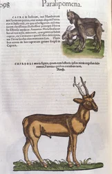Jeleń w Historii zwierząt Conrada Gesnera (1516-1565), Tiguri