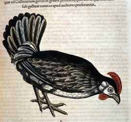 Kura domowa wg Historia animalium Konrada Gesnera, Tiguri