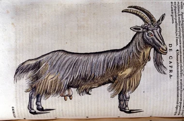 Koza po Historia animalium Konrada Gesnera, Tiguri