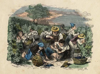 Żniwa. Ilustracja z XIX wieku. Kolekcja Bianchetti