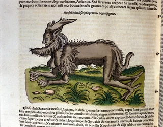 Mantykora z dzieła Historia Animalium Conrada Gesnera, Tiguri 1560. Biblioteca Nazionale Braidense, Mediolan