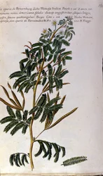 Mimoza, deska botaniczna, grawer.