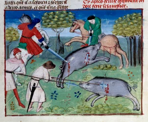 Miniaturowe polowanie na dzika z „Księgi łowieckiej” Gastona III Phoebusa, hrabiego Foix, Lorda Bearn (1331-1391)