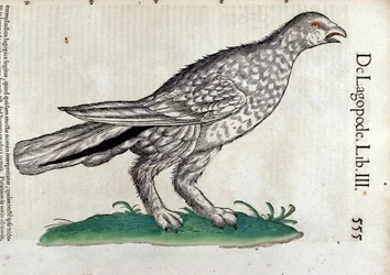 Pardwa w Historii zwierząt Conrada Gesnera (1516-1565), Tiguri