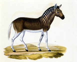 Quagga (couagga), zwierzę zniknęło około 1870 roku: był to ssak blisko konia i zebra z paskami na dekolcie i głowie. Rycina z końca XIX wieku.