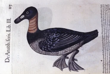Kaczka rdzawoszyja po Historia animalium Konrada Gesnera, Tiguri