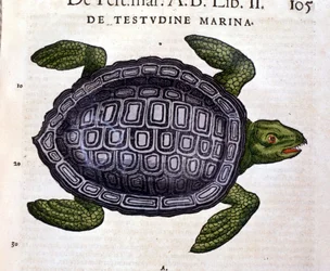 Żółw morski, według Historia Animalium Conrada Gesnera, Tiguri 1560