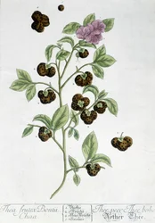 Roślina herbaciana Frutex Bontii - deska botaniczna