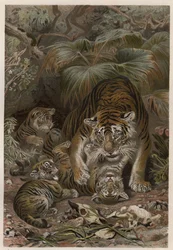 Tygrys z tygrysami - Tygrys (Panthera tigris) z młodymi - grawer z „Życia zwierząt Brehma” autorstwa Alfreda Edmunda Brehma (1829Ð1884)