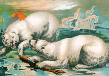 Dwa niedźwiedzie polarne walczą o fokę