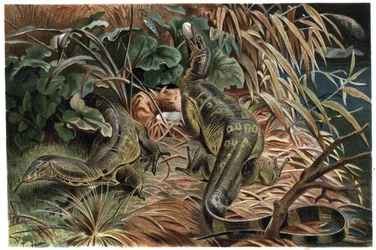 Varan - Monitor jaszczurka (Varanus) - grawer z „”Życie zwierząt Brehma” autorstwa Alfreda Edmunda Brehma (1829-1884)