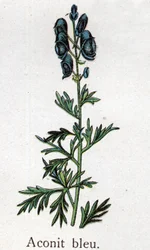 Żylne rośliny botaniczne: akonit niebieski. Grawer w „Lekarstwie naturalnym” Friedricha Eduarda Bilza (1842-1922)