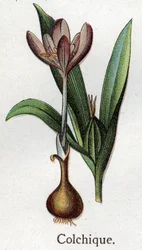 Żylne rośliny botaniczne: kolchial. Grawer w „Lekarstwie naturalnym” Friedricha Eduarda Bilza (1842-1922)