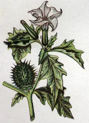 Żylne rośliny botaniczne: stramoine kolczastych jabłoni. Grawer w „Lekarstwie naturalnym” Friedricha Eduarda Bilza (1842-1922)
