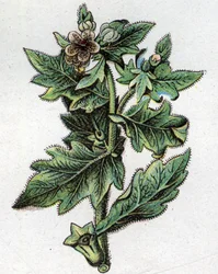 Żylne rośliny botaniczne: do. Grawer w „Lekarstwie naturalnym” Friedricha Eduarda Bilza (1842-1922)