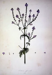 Verbena officinalis (Verbena officinale). Zielnik z XIX wieku.