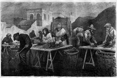 Pracownicy we Francji: sortowniki koksu (odmiana węgla pochodząca z destylacji węgla, używana do ogrzewania) w gazowni w Paryżu Grawerowanie w „Le Monde Illustré”