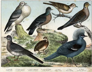 a: gołąb kolumbijski (Columba oenas), b: gołąb mongolski (Columba gutturosa), c: gołąb wędrowny (Etopistes migratoria), d: gołąb turecki (Turtur risorius), e: gołąb leśny (Turtur auritus), f: Goura (Goura) ukoronowany), g: przepiórka pszenna (przepiórka po