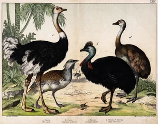 a: drop (Otis tarda), b: Casoar (Casarius galeatus), c: struś afrykański (Struthio camelus), d: Nandon (Rhea Americana) – w „”Historia naturalna Oideals”, wyd. Hoepli, Mediolan
