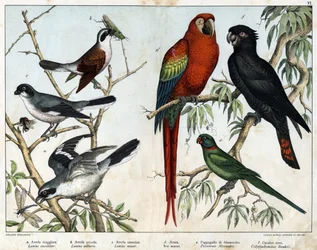 a: grieche szare (Lanius excubitor), b: grieche północne (Lanius collurio), c: grieche różowe (Lanius linor), d: ołtarz czerwony (Ara macao), e: papuga Alexandria (Palaeornis Alexandria), f: banksian Kakato (Calyptorynchus banksii) - w „Historii naturalnej