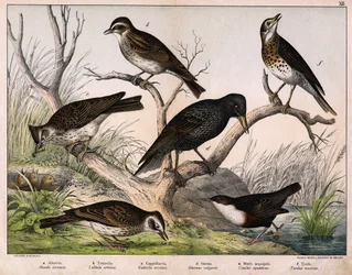 a: skowronek północny (Lark arvensis), b: skowronek lulu (Lullula arborea), c: Cappellaccia (Galerita cristata), d: szpak Sansonnet (Sturnus vulgaris), e: kaczka (Cinclus aquaticus), f: drozd (Turdus musicus) - w „Historii naturalnej ptaków”, wyd. Hoepli, 