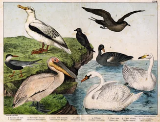 a: Jaskółka morska (Sterna hirundo), b: Stercorarius środkowy (Stercorarius pomatorhinus), c: Burzyk (Thalassidroma pelagica), d: Albatros (Diomedea exulans), e: Pelikan (Pelecanus onocratalus), f: Łabędź królewski (Cygnus olor ), g: dziki łabędź (Cygnus M