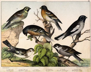 a: Wróbel (Emberiza circlus), b: Wróbel śnieżny (Plectrophanes nivalis), c: Wróbel (Pour domesticus), d: Pinson (Fringilla coelebs), e: Northern Pinson (Fringilla montifringilla), Niverolle (Montifringilla nivalis) - w „ Historia naturalna ptaków”, wyd. Ho