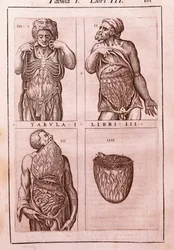 Tablica anatomiczna przedstawiająca: wymiary, mięśnie brzucha, jelit i żołądka. Grawerowanie w „Anatomia Corporis Humani” autorstwa Juana Valverde De Amusco (1525-1588). Tabela I, Księga III. Barcelona. Biblioteca de Catalunya (Biblioteka Narodowa Ca
