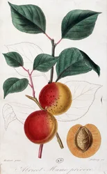 Morela - deska botaniczna