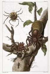 Tablica botaniczna: 1) surinamski pająk na gujawie i kokonie gąsienicy 2) ten sam pająk pożerający kolibra, stąd nazwa Aranea avicularia Linn 3) Łowca pająków Linneusa, Surinam 4) surinamska mrówka 5) nimfa tej mrówki 6) uskrzydlona mrówka - w „This q? It