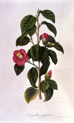 Deska botaniczna: Camelia z Japonii. Grawerowanie z XIX wieku