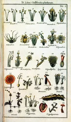 Tablica botaniczna: Klasyfikacja roślin Carla von LINNE (1707-1778), szwedzkiego przyrodnika w „Compendium Botanices Systematis Linnean”. Wydanie