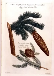 Deska botaniczna: szyszka i gałązka. 18 wiek.