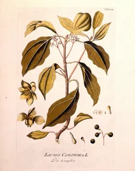 Deska botaniczna: kamfora (Laurus Camphora). Grawer „” da Icons Plantarum medicinalium”” autorstwa Josepha Jacoba von Plencka, austriackiego lekarza i botanika (1738-1807), Wiedeń 1791.