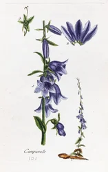 Dzwonek brzoskwiniolistny (Campanula)